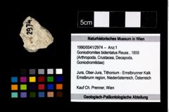 Foto (Objekt + Etikett) von Goniodromites bidentatus (Reuss, 1859)  (NHMW-GEO-1990-0041-2974)
